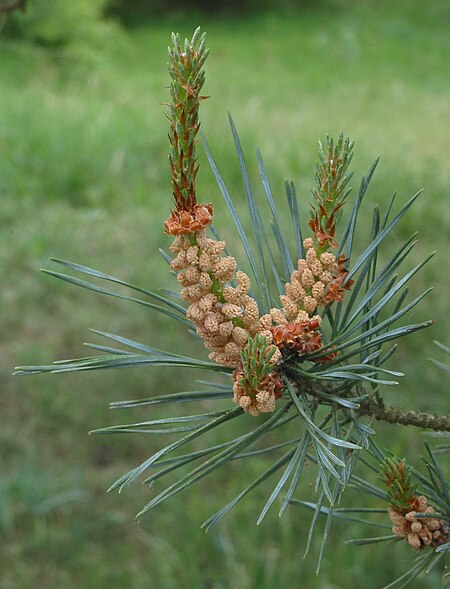 Pinus sylvestris