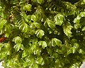 Plagiochila porelloides Germany - Schwäbisch-Fränkische Waldberge