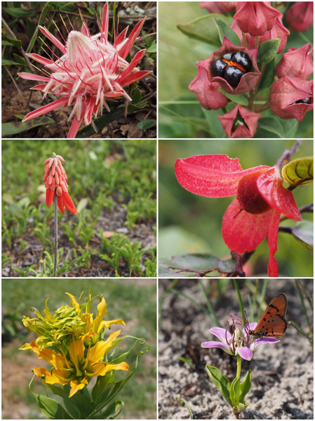 File:Plants of Angola (Goyder).webp