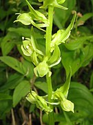 Platanthera takedae