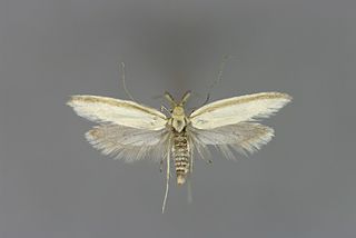 <i>Pleurota pyropella</i> Species of moth