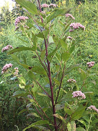 <i>Pluchea camphorata</i> Species of flowering plant