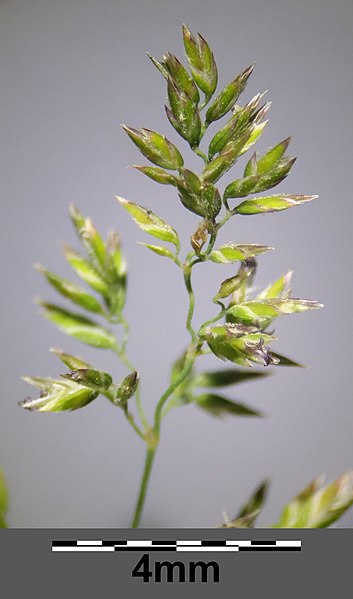 File:Poa angustifolia sl20.jpg