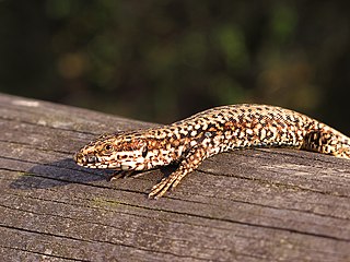 <i>Podarcis muralis</i> Species of lizard