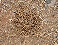 Pogonomyrmex barbatus - Red Harvester Ants. rain cover stack- 4.jpg
