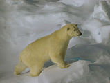 Eisbär: Symbol der Arktis