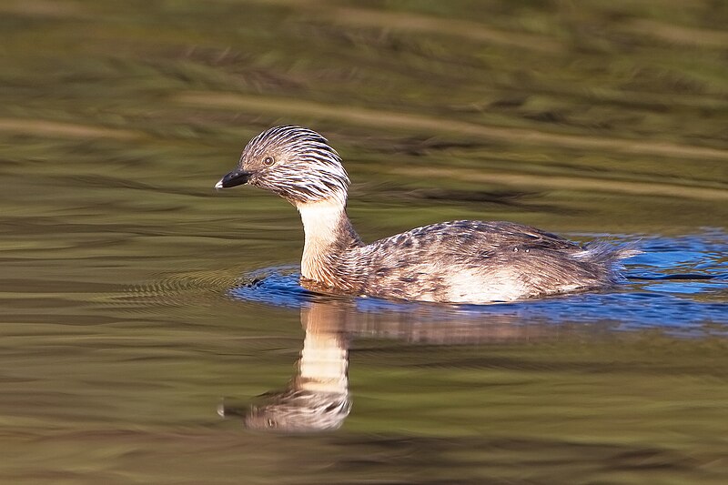 File:Poliocephalus poliocephalus RB alt crop.jpg