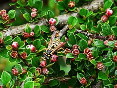 Guêpe (Polistes dominulus) sur Cotoneaster horizontalis