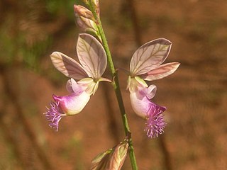 <i>Polygala hottentotta</i> Species of flowering plant