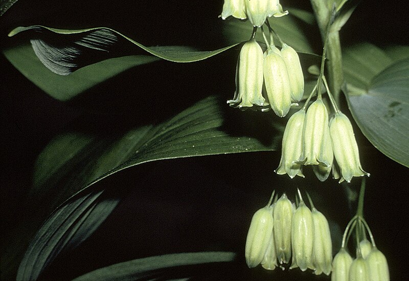 File:Polygonatum biflorum var commutatum NRCS-001.jpg