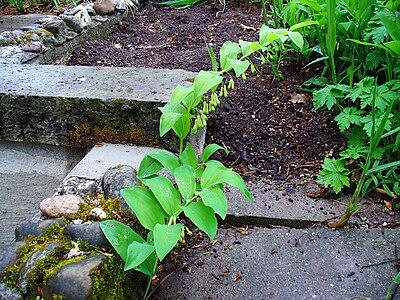 Polygonatum multiflorum Habitus