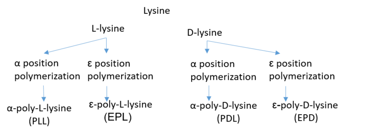 Différents types de polylysines.