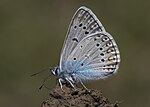 Polyommatus amandus – Flügelunterseite