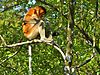 Proboscis Monkey (Nasalis larvatus) female (8444161089).jpg