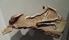 Procompsognathus triassicus.JPG