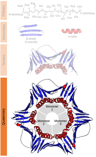 Protein quaternary structure is the fourth classification level of protein structure