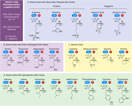 ProteinogenicAminoAcids