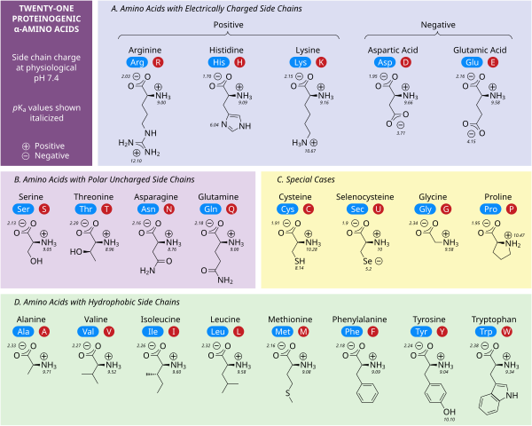 amino acid single letter abbreviations