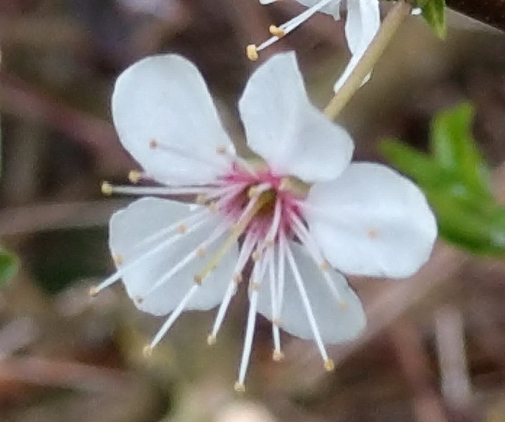 File:Prunus cerasifera 117846339.jpg