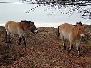 Przewalski's Horse