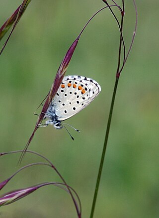 <i>Pseudophilotes</i> Butterfly genus in family Lycaenidae