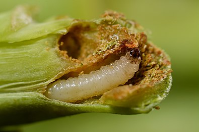 Psylliodes chrysocephala larva (31827378971).jpg