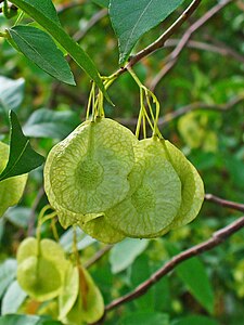 Ptelea trifoliata Fruits