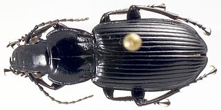 <i>Pterostichus melanarius</i> Species of beetle