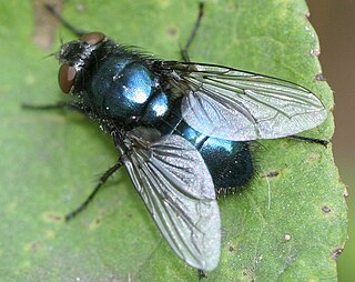 <i>Protophormia terraenovae</i> Species of fly