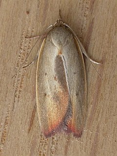 <i>Ptyoptila</i> Genus of moths