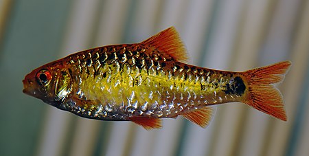 Tập_tin:Puntius_semifasciolatus_(aka).jpg