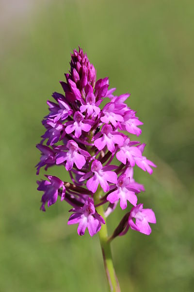 File:Pyramidal Orchid - Anacamptis pyramidalis (12585663533).jpg