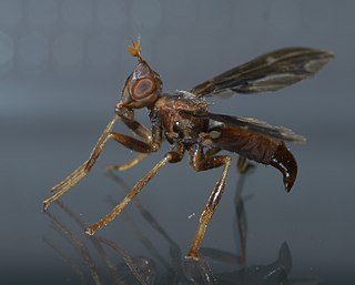 <i>Pyrgota</i> Genus of flies