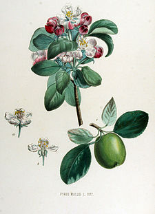 Pyrus malus — Flora Batava — Volume v15.jpg