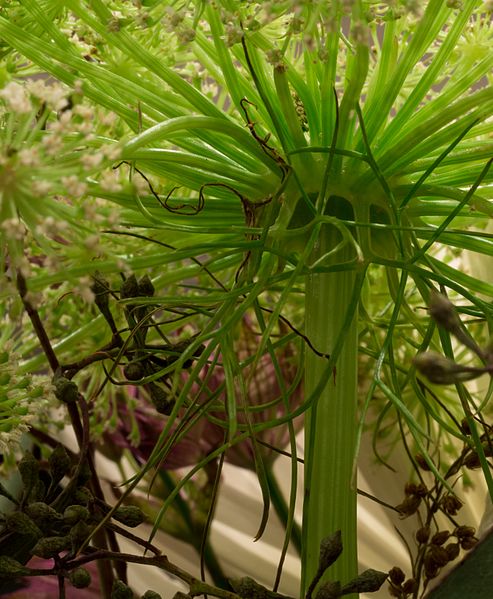 File:Queen Anne's lace (80758).jpg