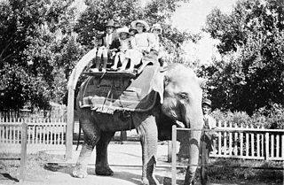 Queenie (Melbourne elephant) elephant of the Melbourne Zoo