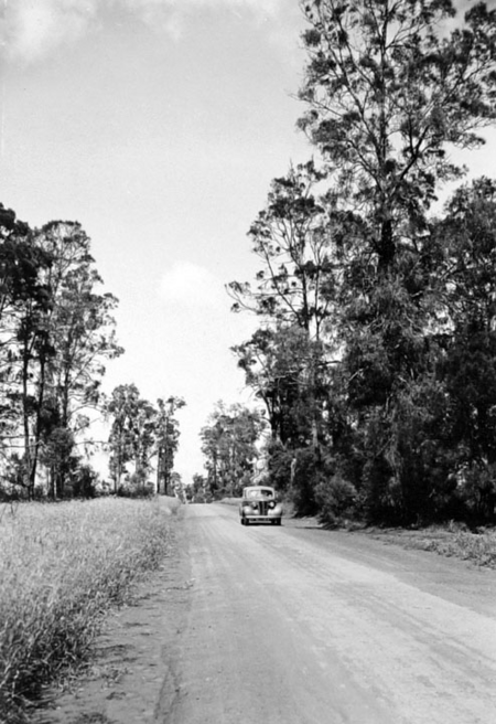 Tập_tin:Queensland_State_Archives_2154_Scene_on_Memerambi_Road_with_belah_timber_trees_Kingaroy_1945.png