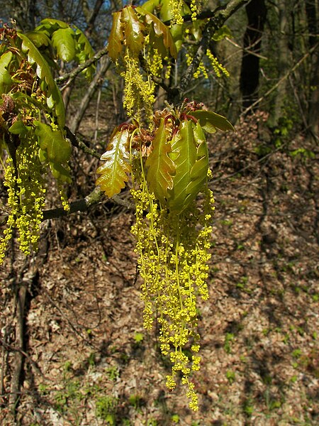 File:Quercus petraea 04.jpg