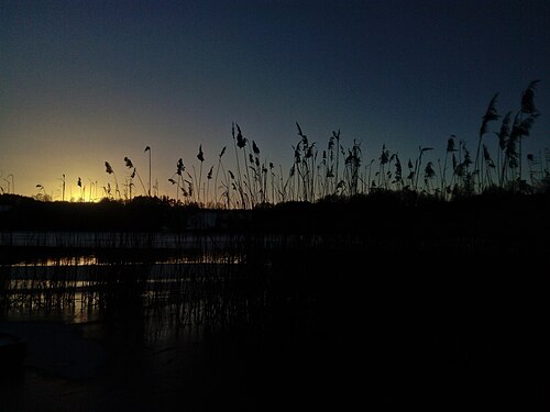 Phragmites australis in pond in the sunset, Czech Republic