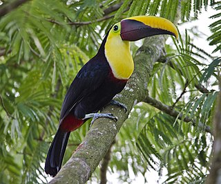 <span class="mw-page-title-main">Chestnut-mandibled toucan</span> Subspecies of bird