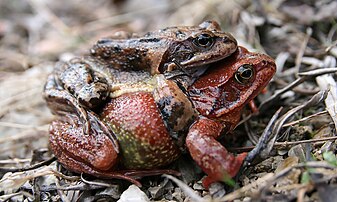 La grenouille rousse (Rana temporaria) est une espèce d'amphibien de la famille des Ranidae qui se rencontre en Europe. Elle peut vivre de six à dix ans. (définition réelle 2 000 × 1 200)