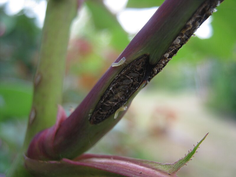 File:Recently hatched sawfly larvae.JPG