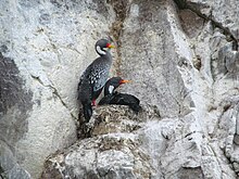 Red-legged cormorants nest on steep rock faces such as this cliff on the Rio Deseado near Puerto Deseado, Argentina. Red-legged Cormorants (49768967006).jpg