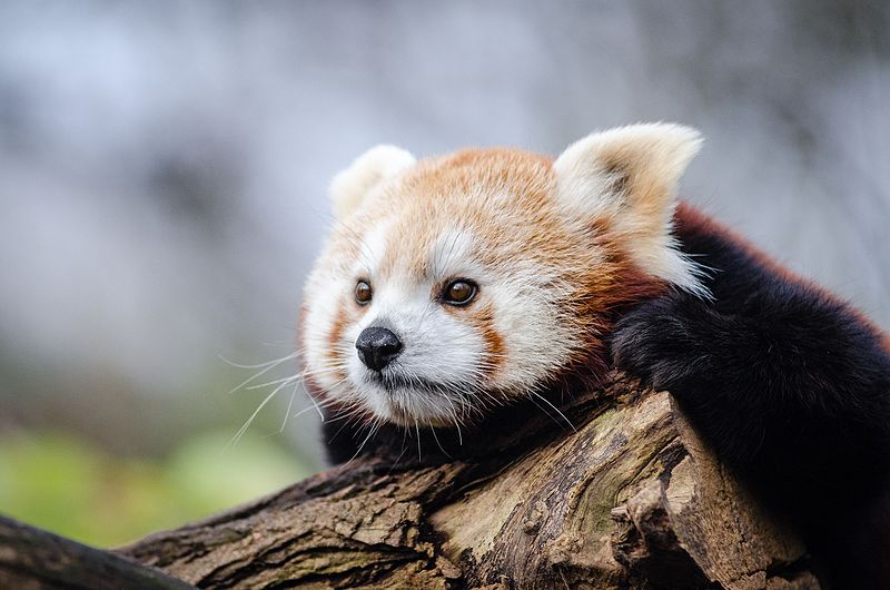 File:Red Panda (24425926653).jpg