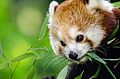 Red Panda (19575714495).jpg