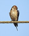 Red rumped swallow (Scientific name- Cecropis daurica) 11.jpg