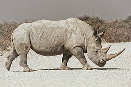 White rhinoceros