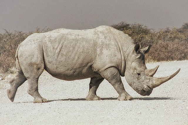 белого носорога из красной книги