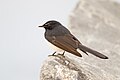 Willie Wagtail (Rhipidura leucophrys), Cairns Esplanade, Cairns, Queensland, Australia