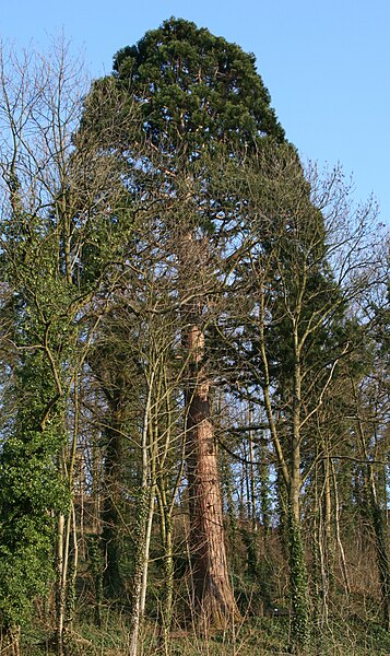 File:Riesenmammutbaum Löwenstein 20070313.jpg